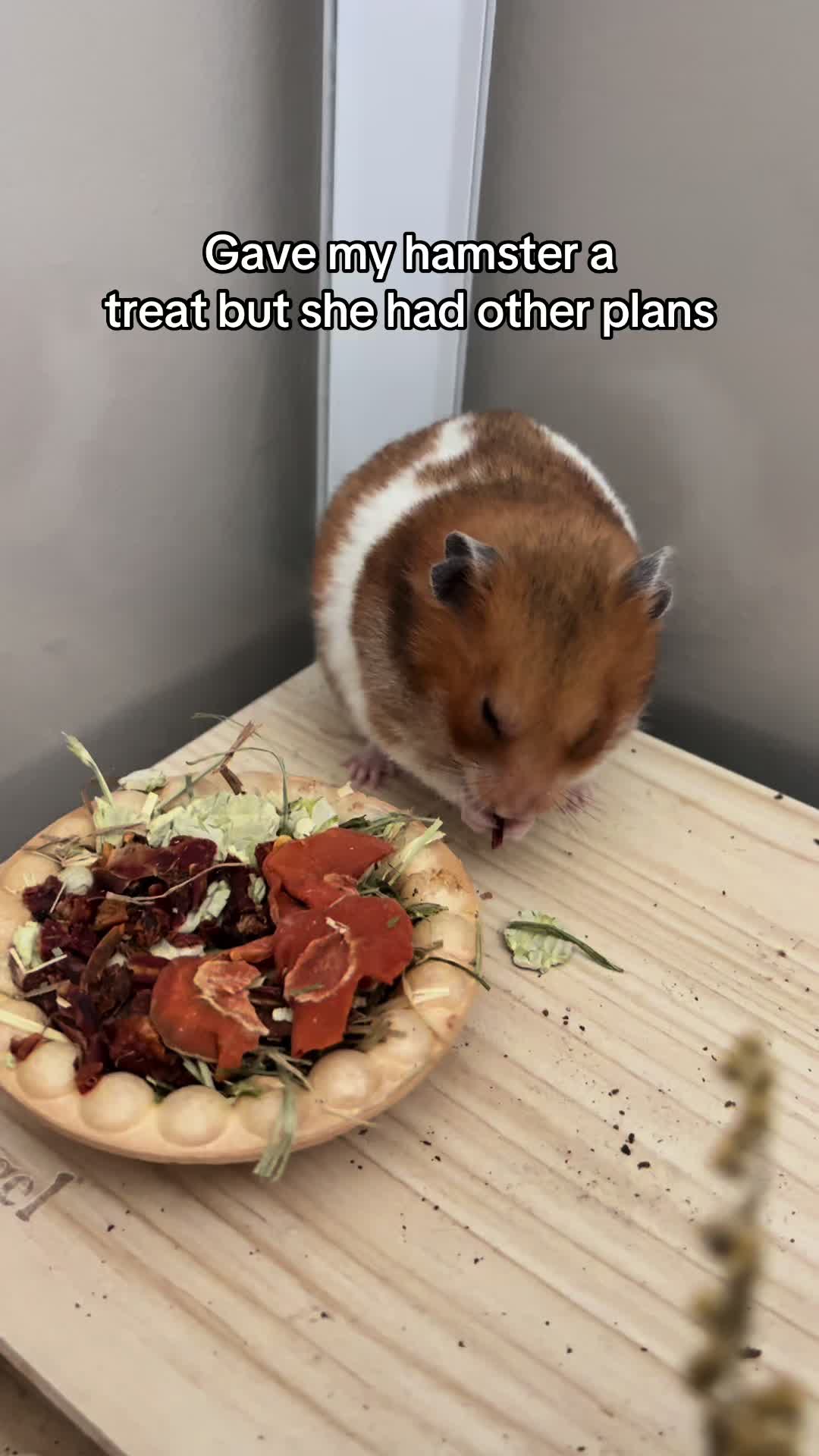 @thatweirdanimalgirl