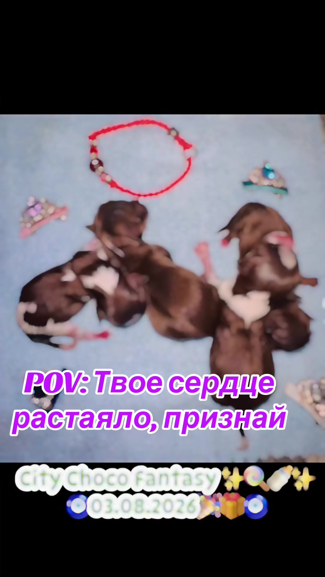 @Yorkie Maltipoo ShihTzu Teddy