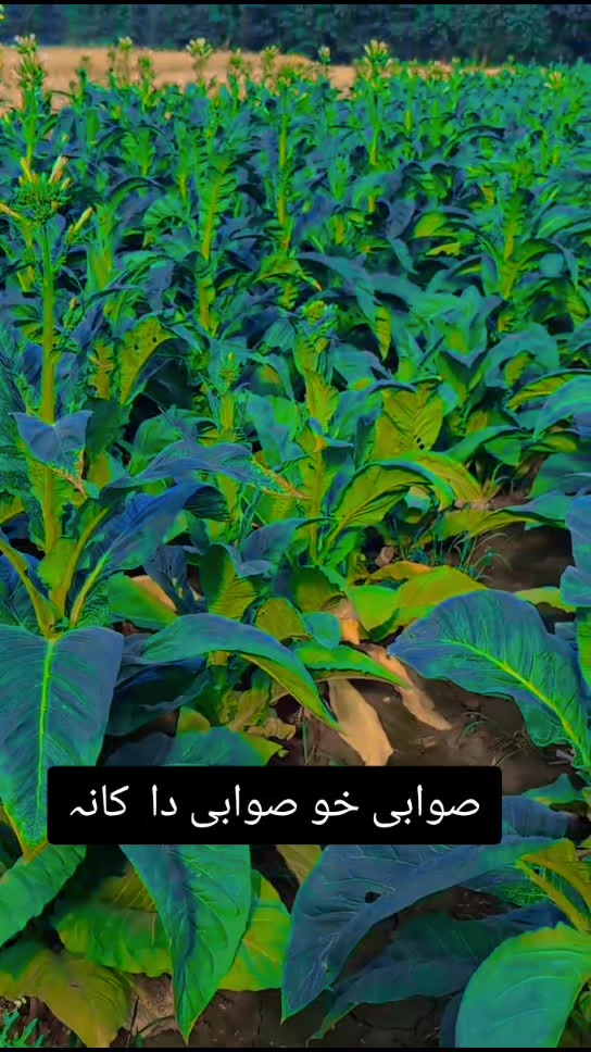 @Only Sarkar