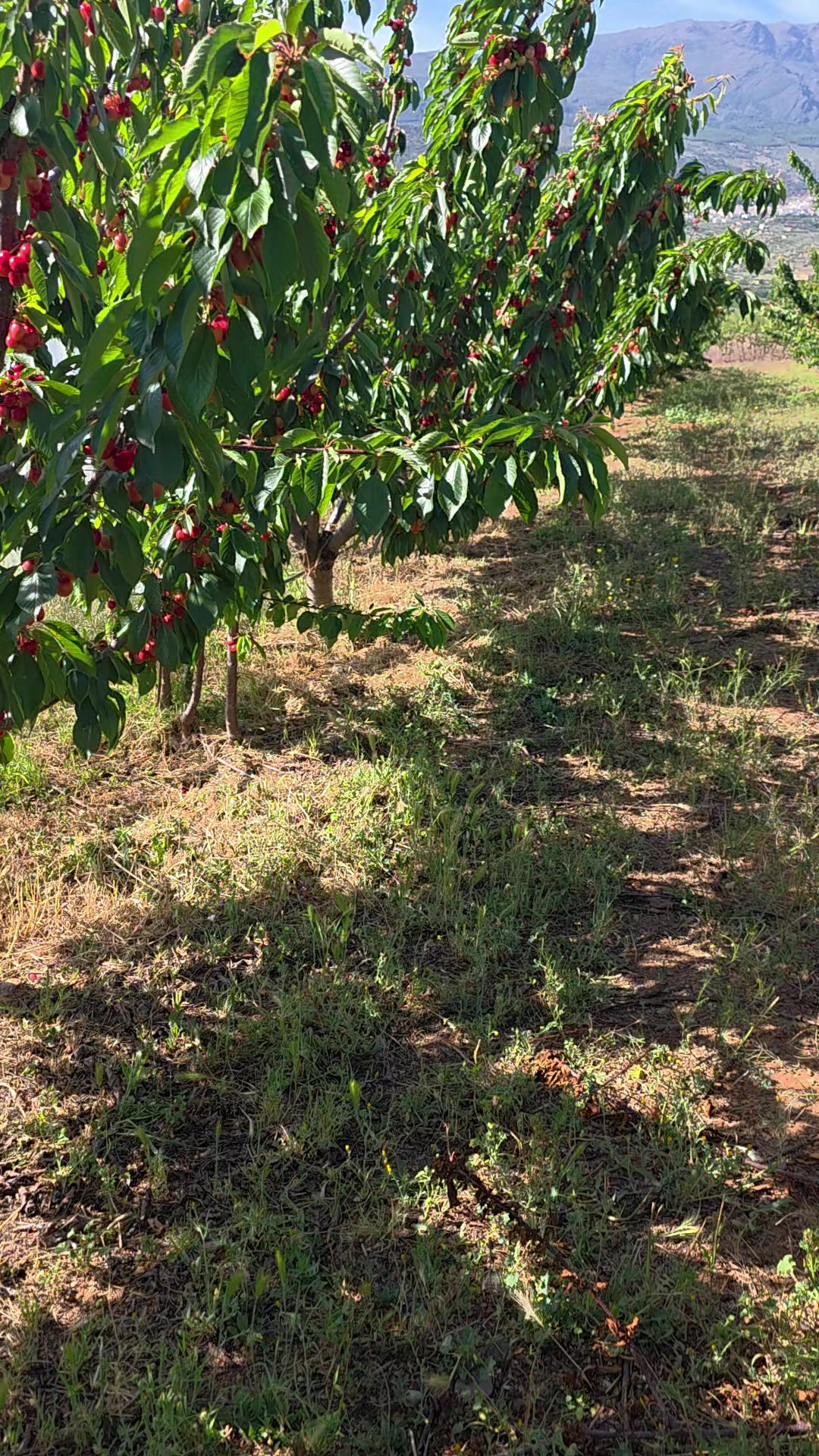 @El Extensionista del Agro