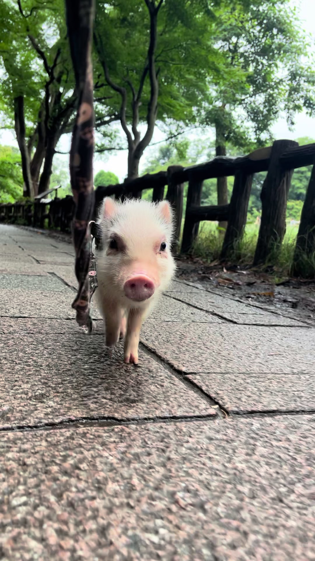 @pignic