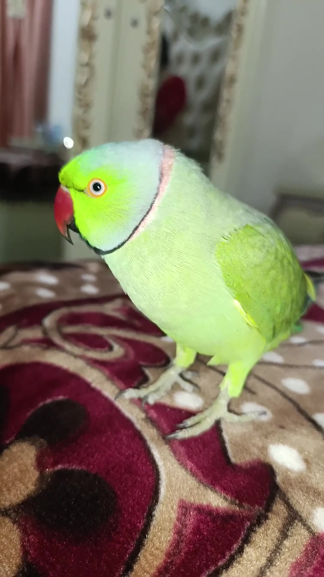 @Mehtab's Pet