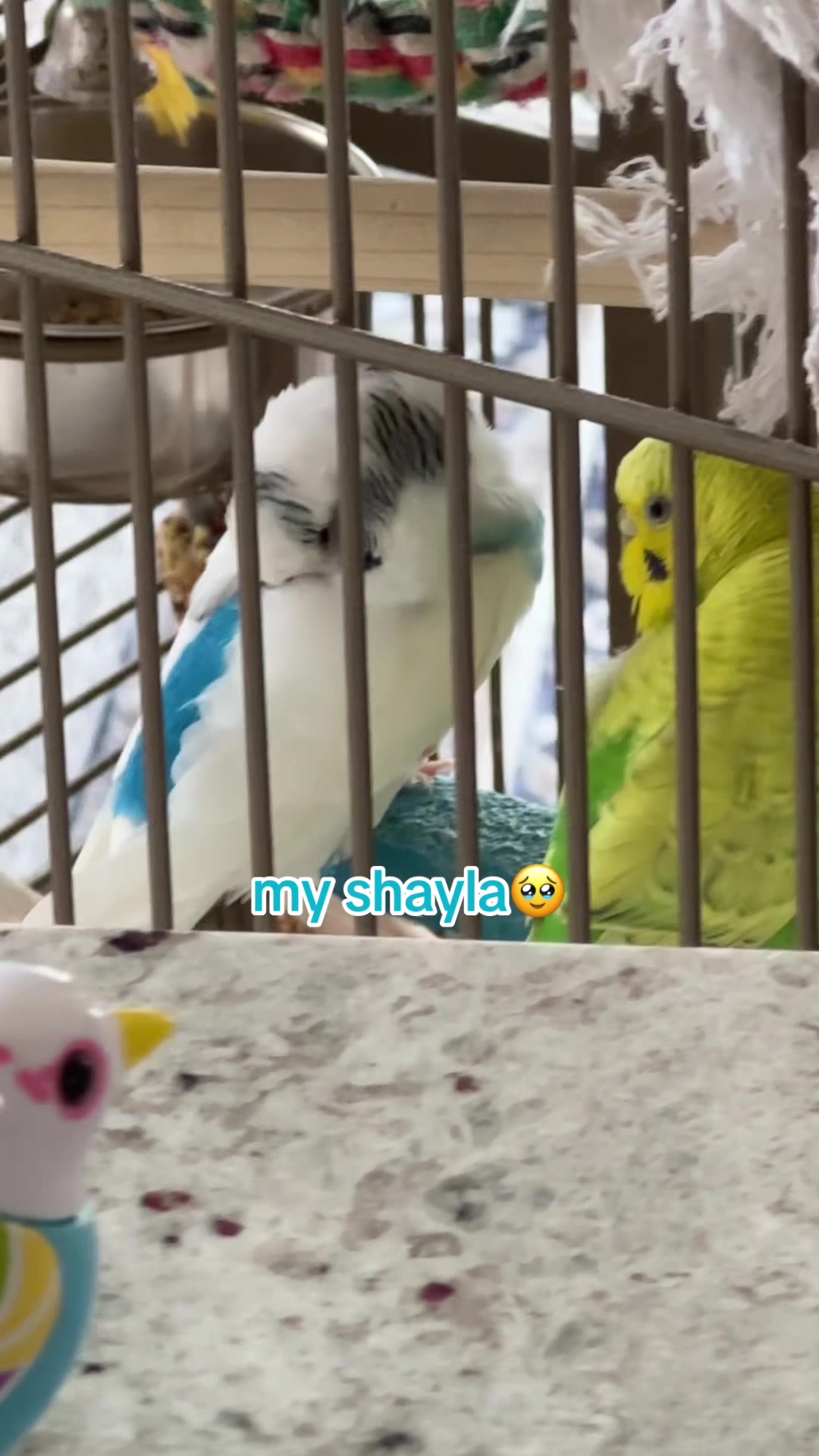 @The budgie trio