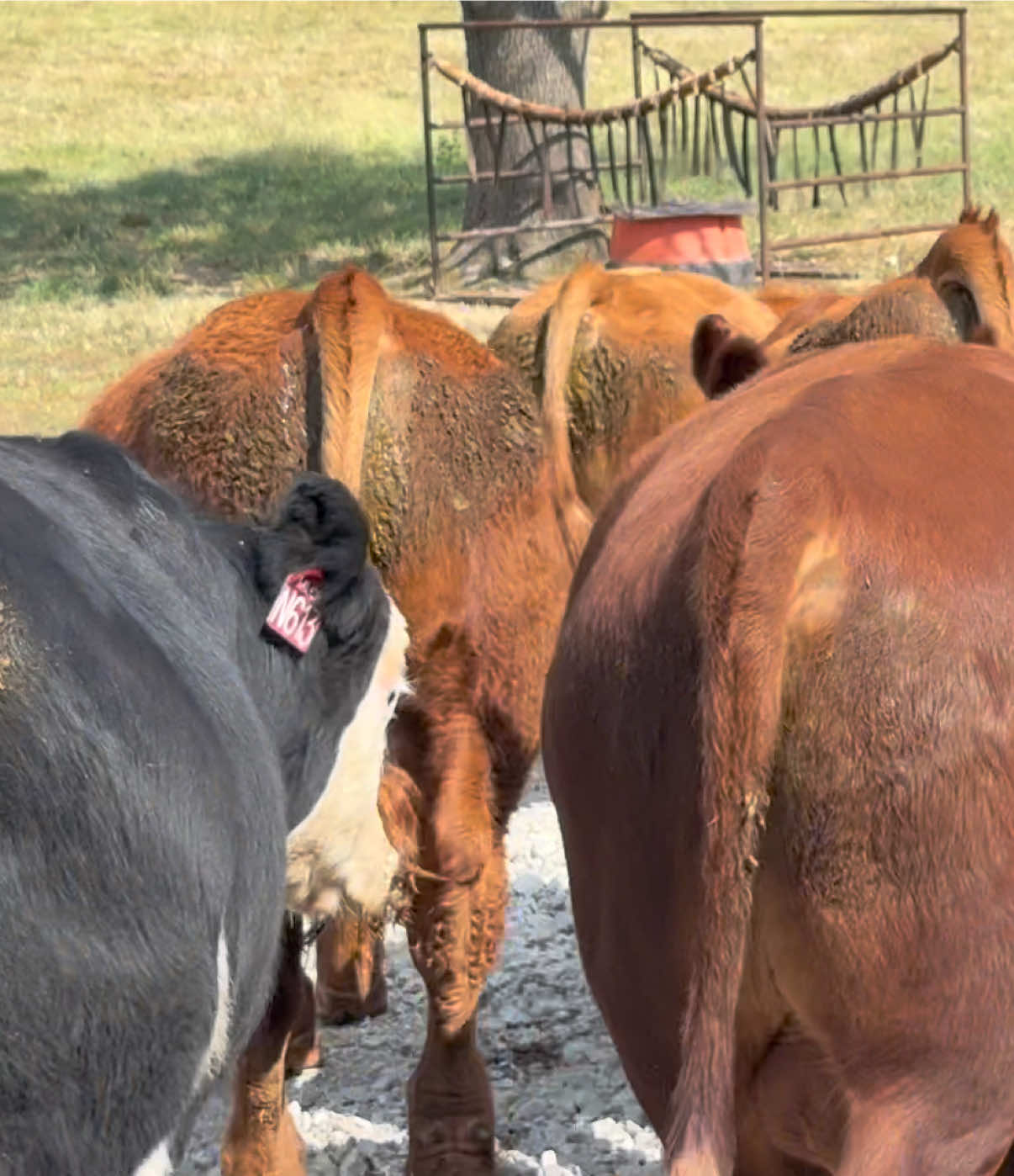 @Massey Land & Cattle
