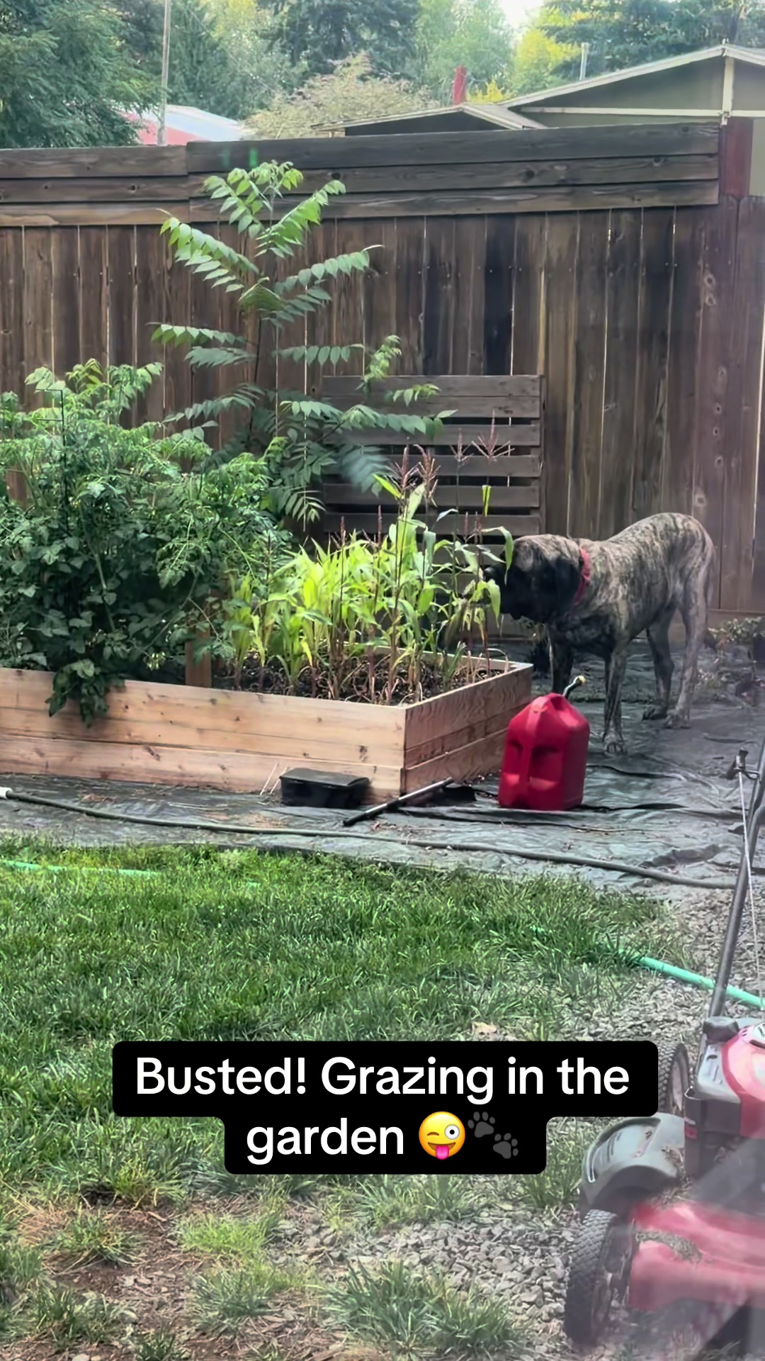 @BrindleBearTheMastiff