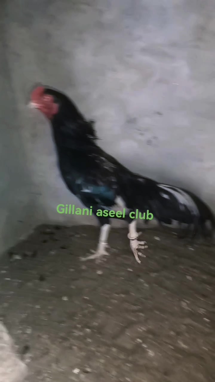 @Gillani Aseel Club