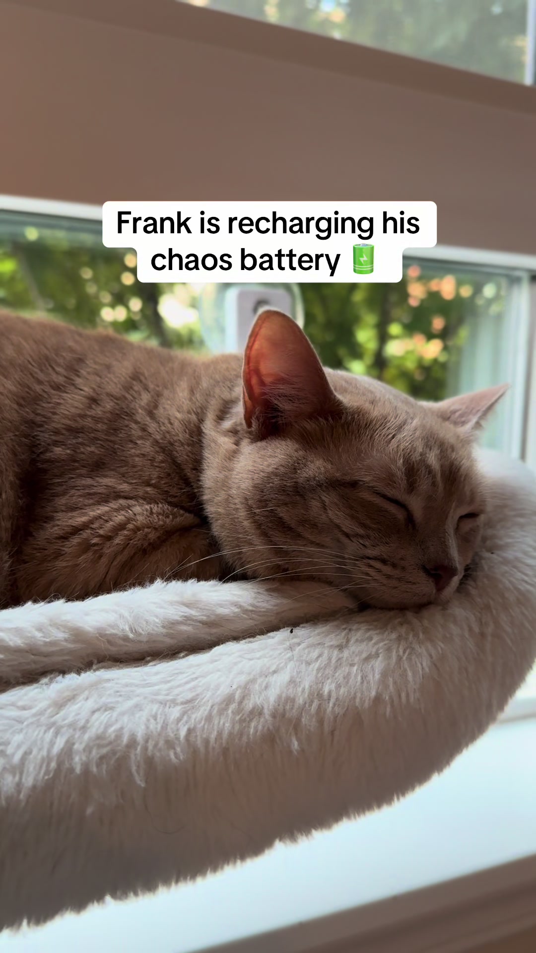 @Frank & Bean