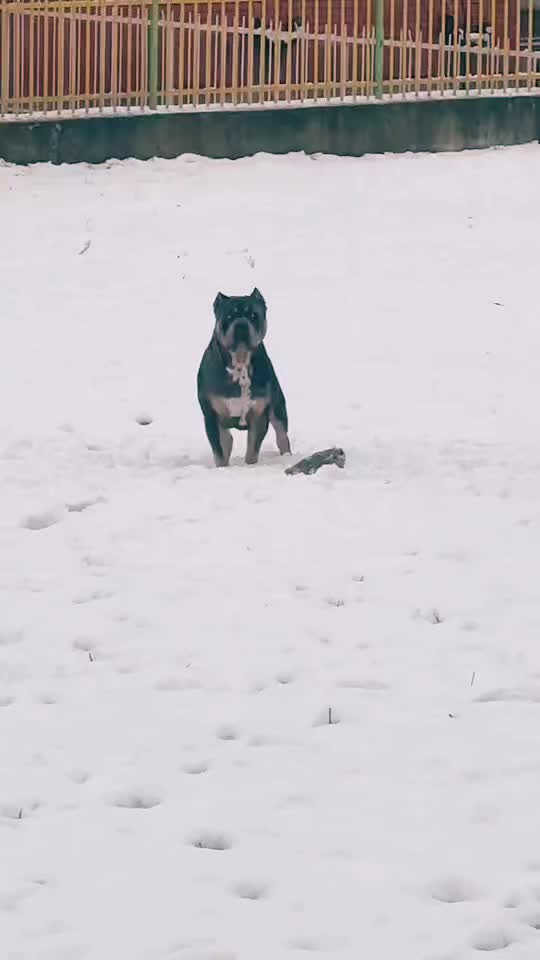 @serbianbully