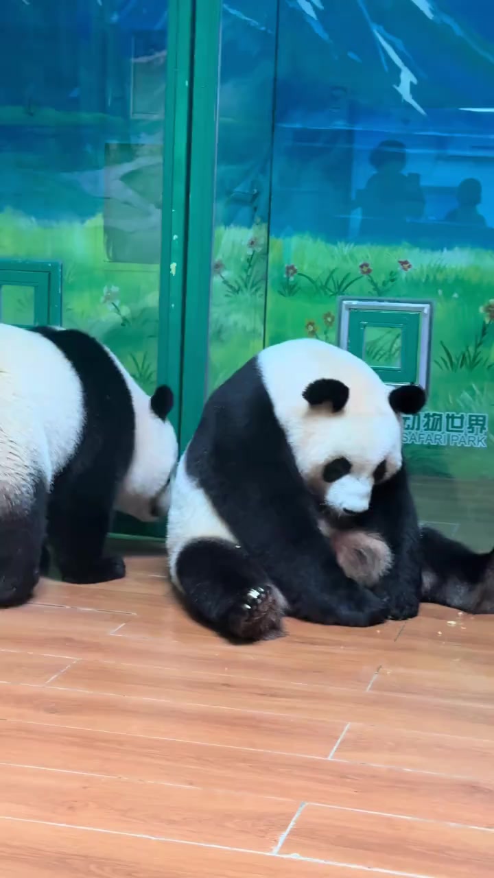@熊猫妹珠🐼
