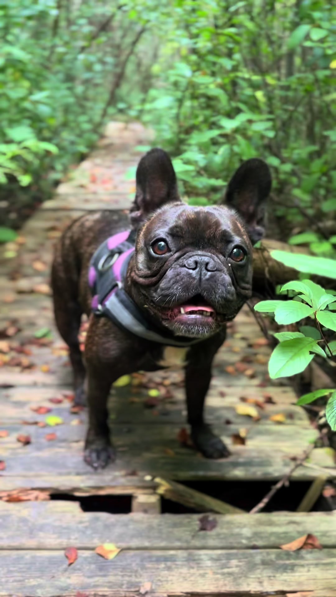 @Lucy the Frenchie