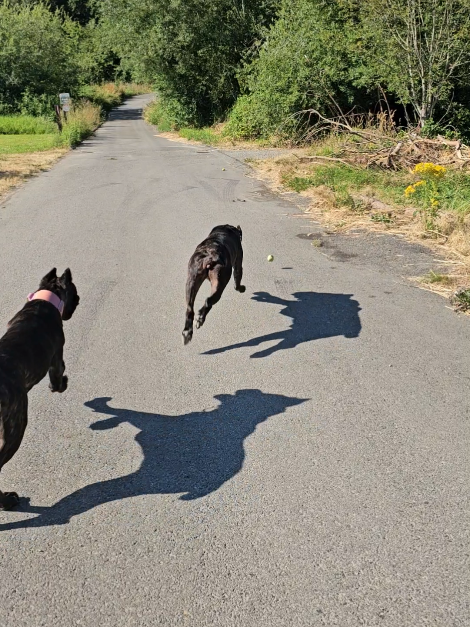 @SalmonCreekCaneCorso