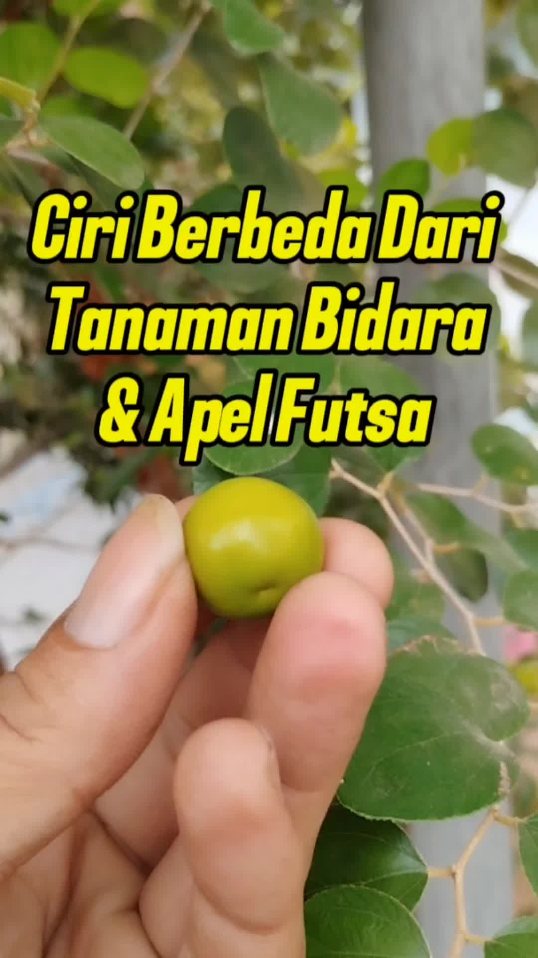 @Bukit Farming