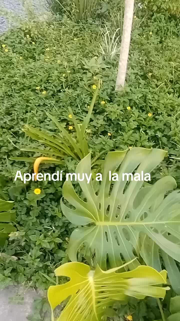 @lorenaestrada