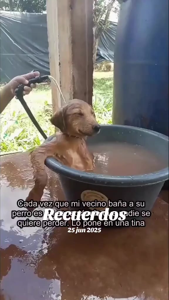 @Perritos Voladores