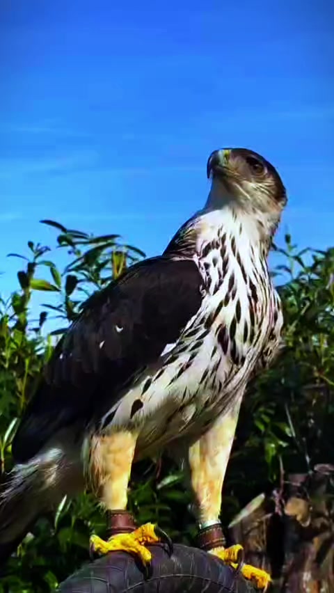 @оллох ягонадур