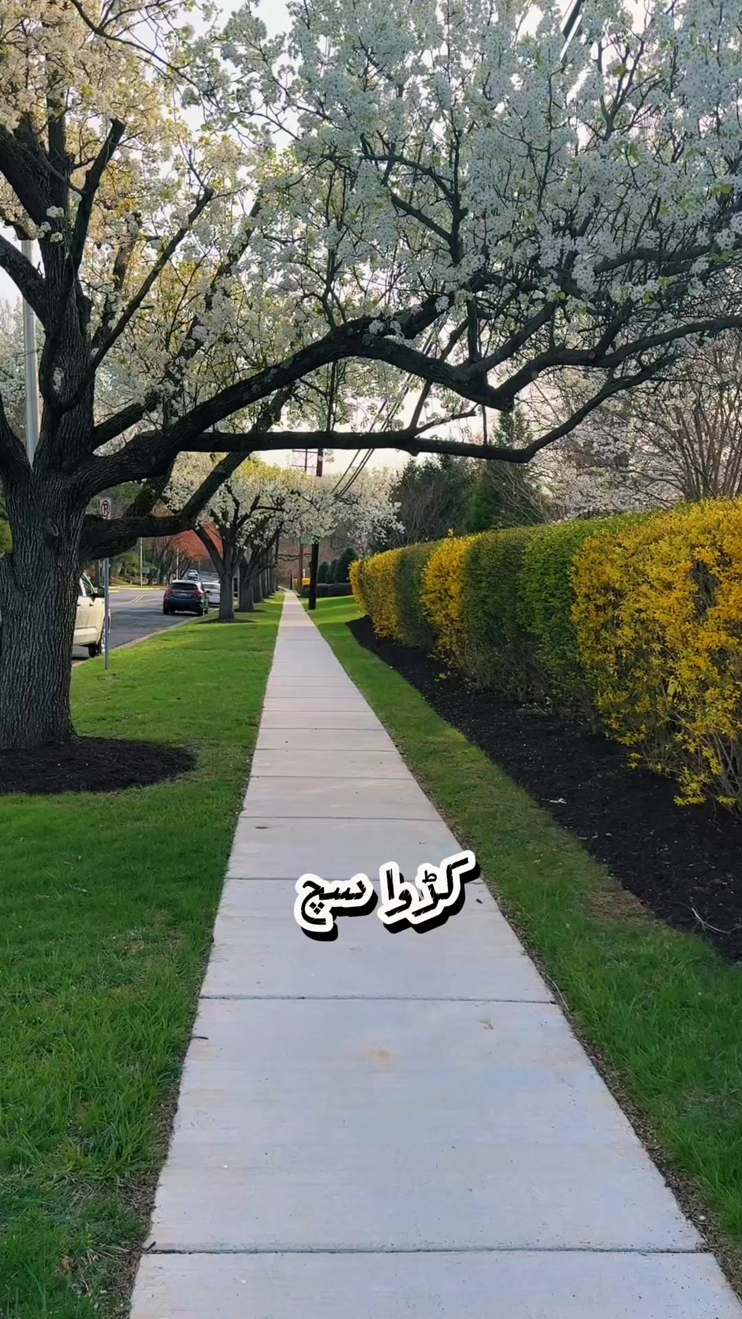 @Ch Wajid Ahmed 🇺🇸 🇺🇸