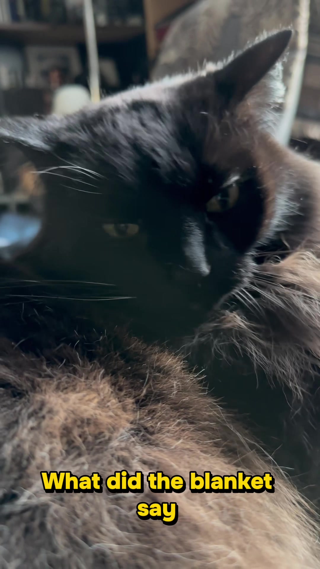 @Sir FluffyButt,the cat🇨🇦🇺🇦