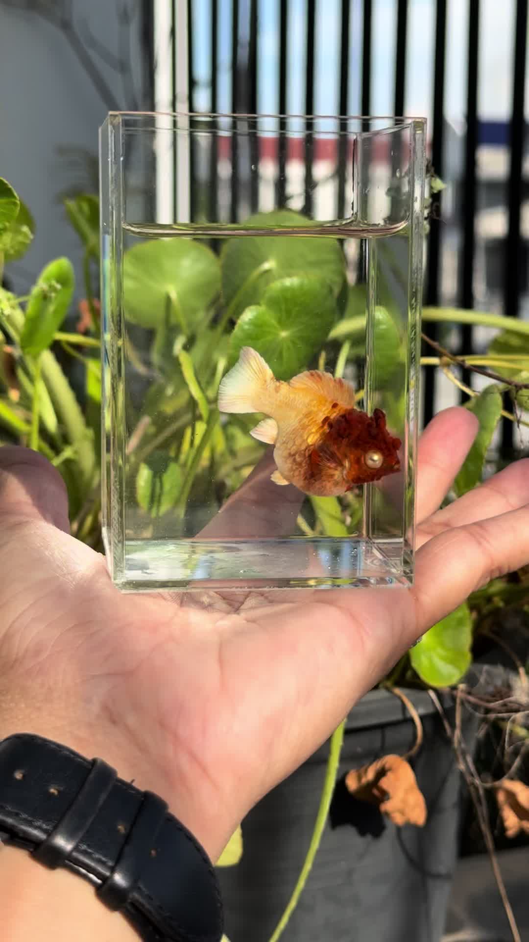 @tiny.fish.home1