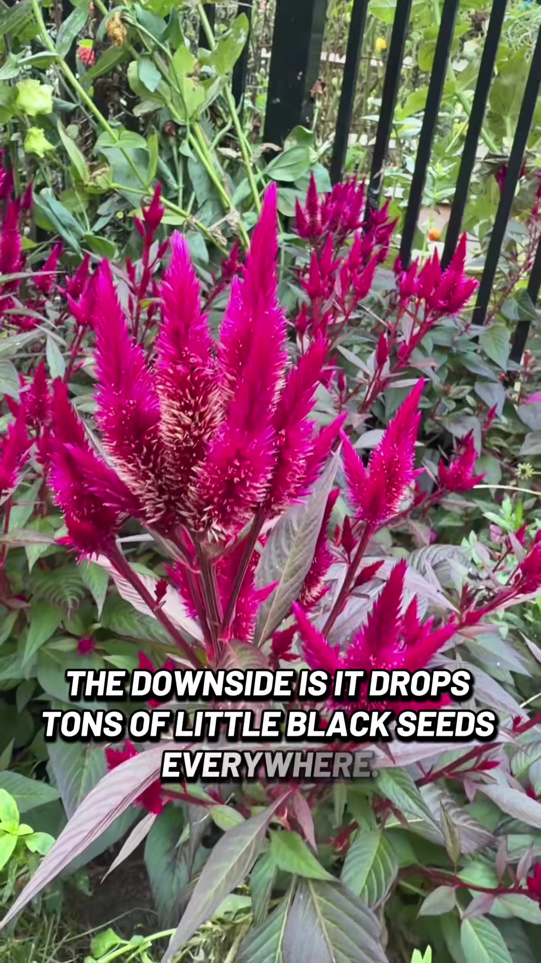 @beachflowersbake