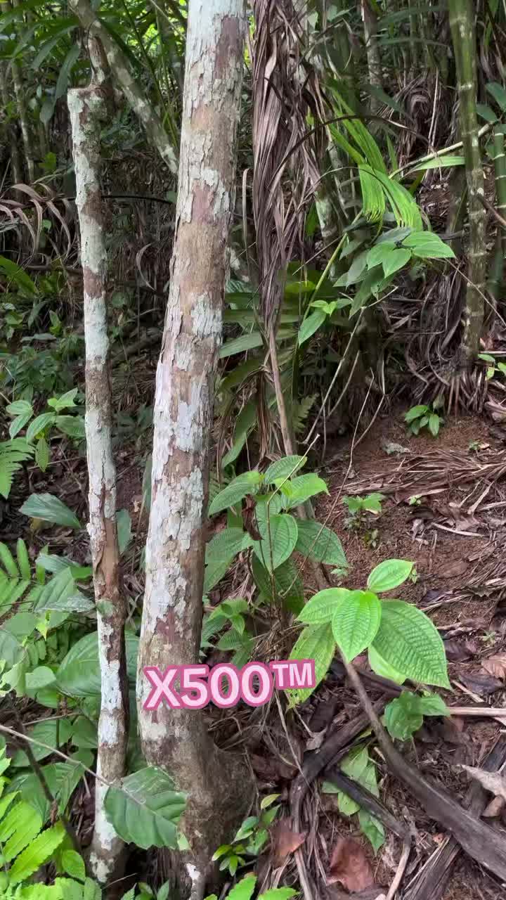@X⁵⁰⁰™👾⚡🐾