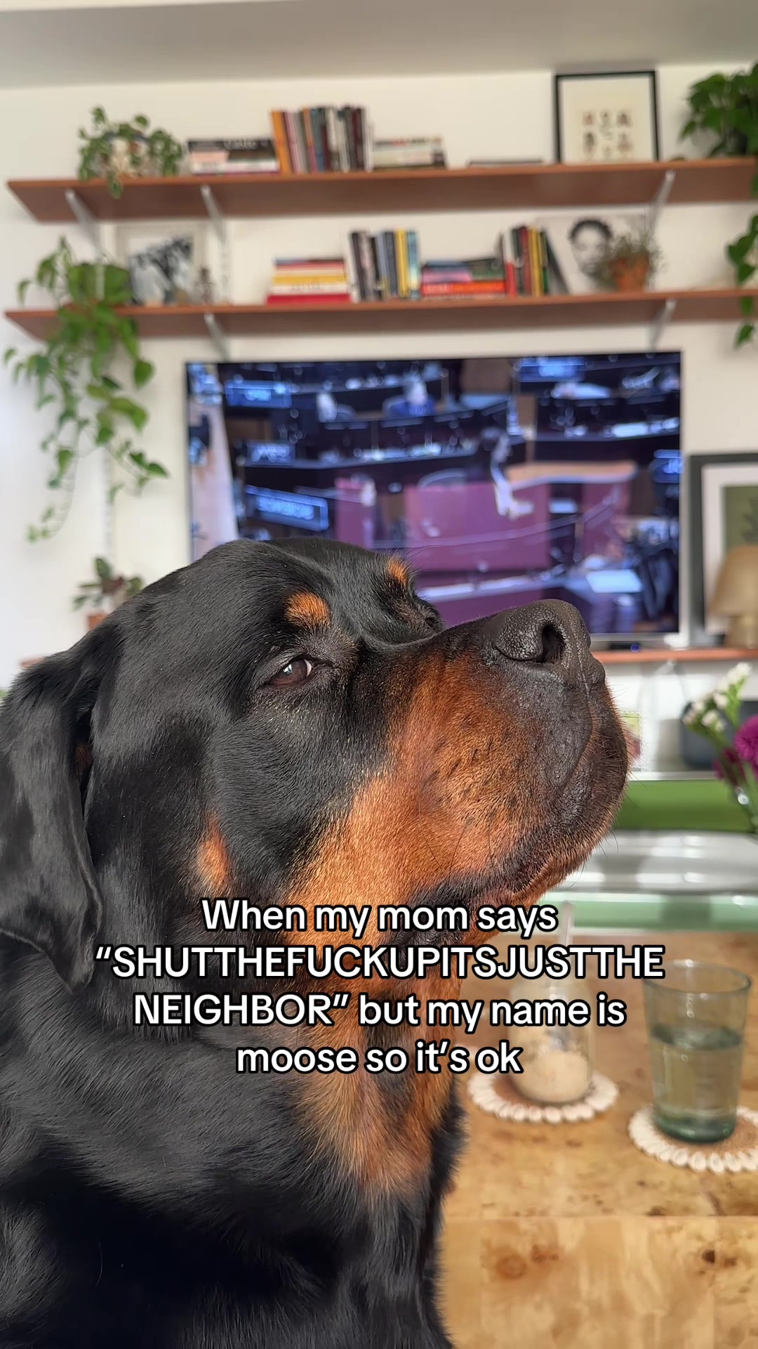 @Moose The Rottie