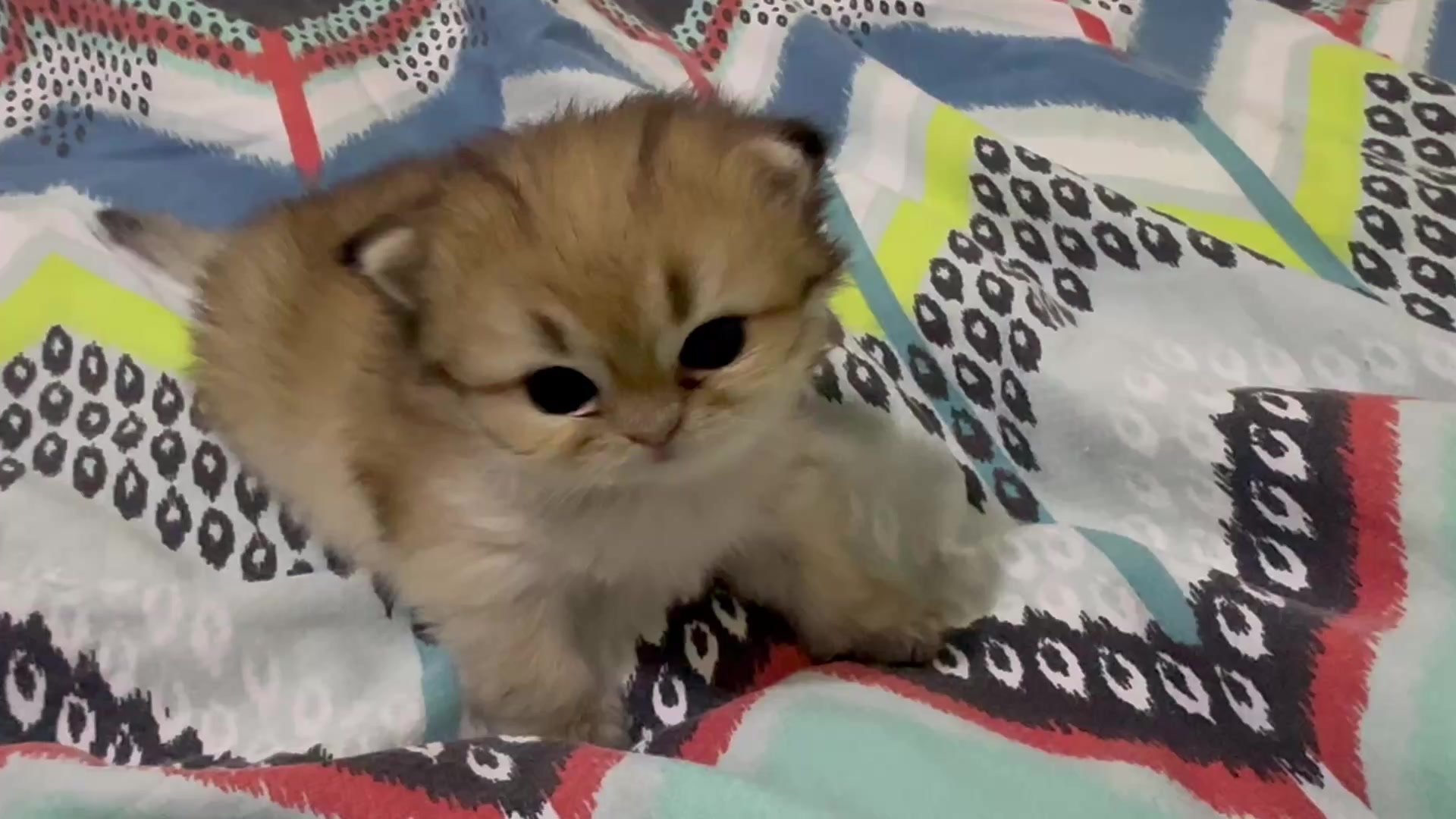 @UniqueClaw Cattery