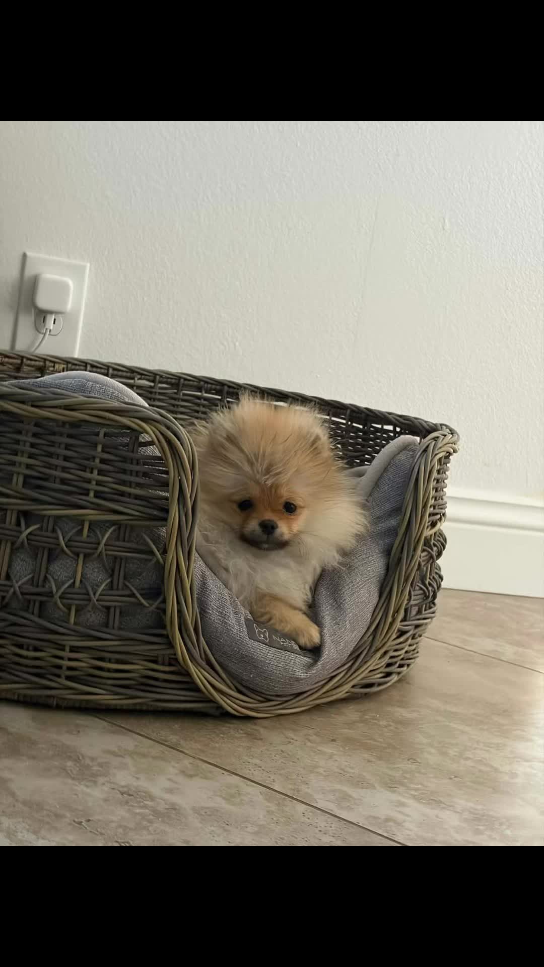 @Life of MESHKA the Pomeranian