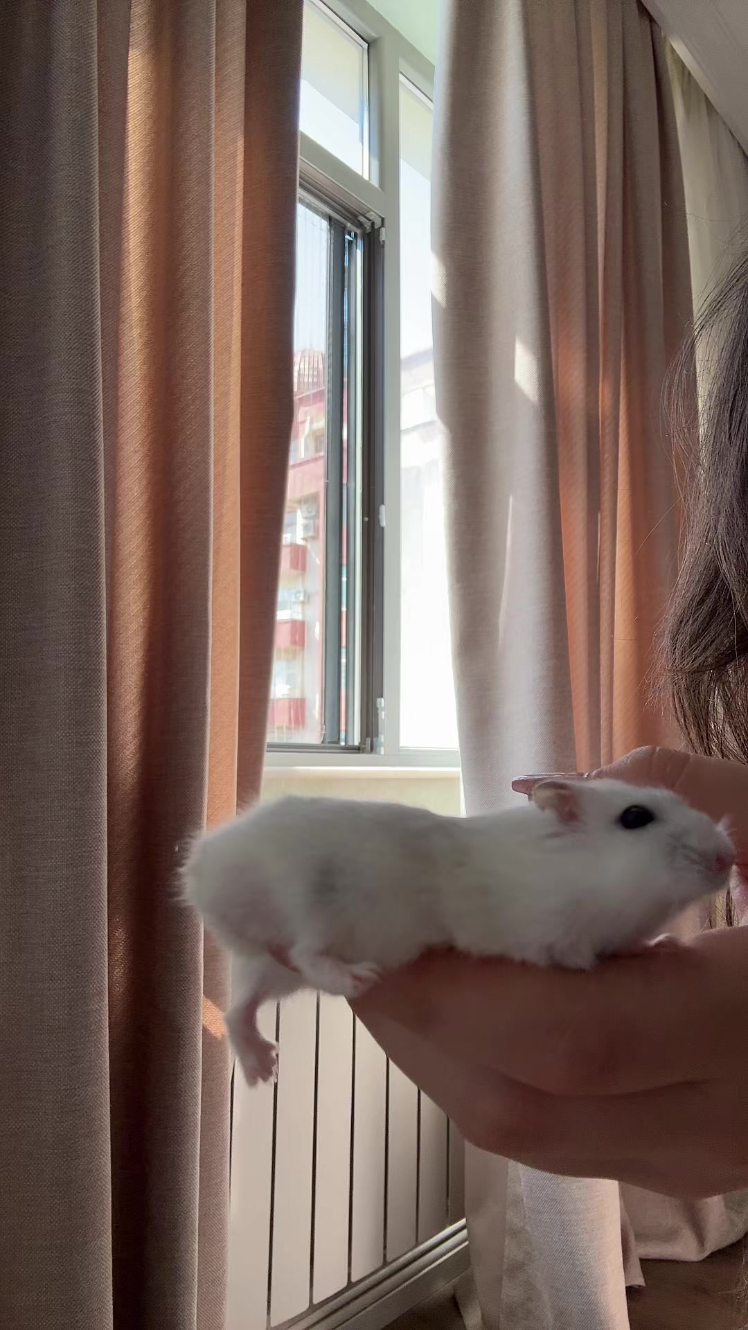 @hamster.cuppulu