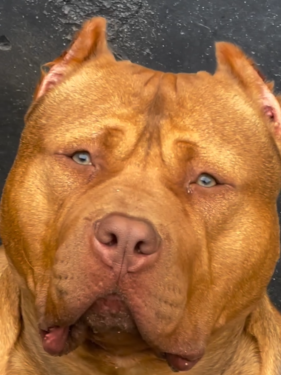 @K9 DZ