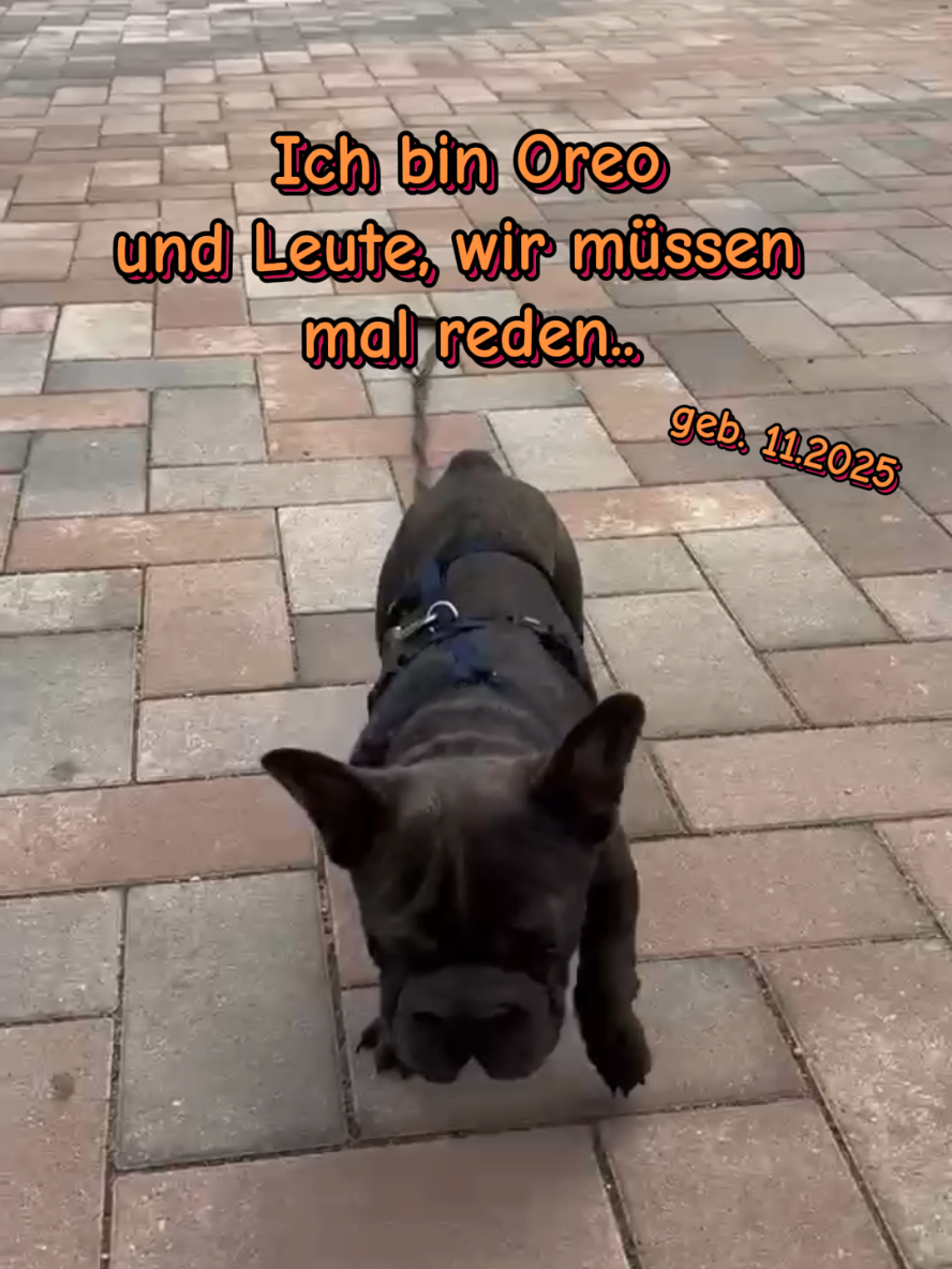 @Hundehilfe Bakony e.V.