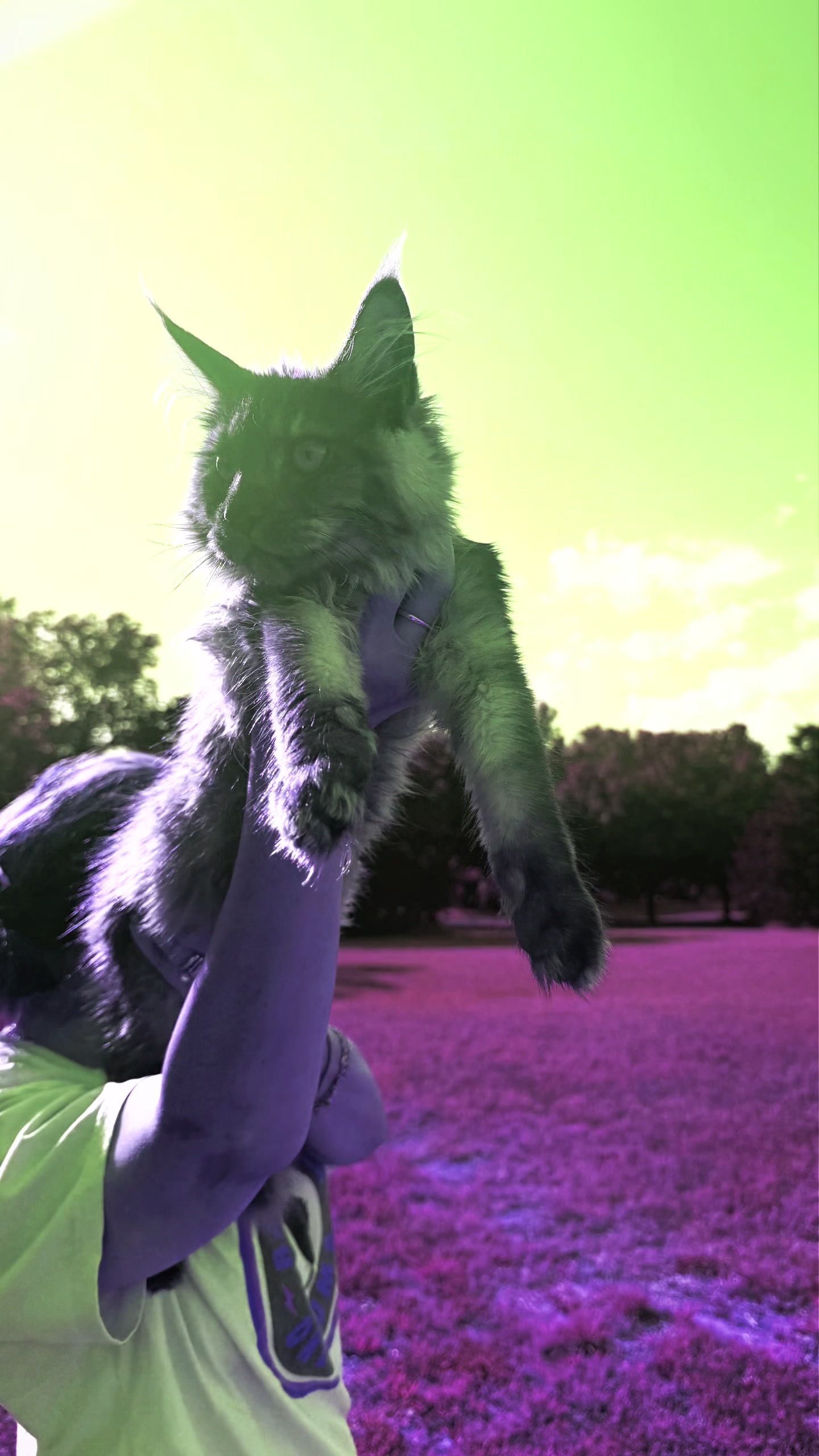 @Bellatrix Maine Coon Cattery
