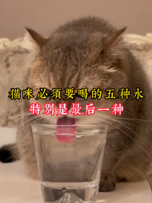 @catology