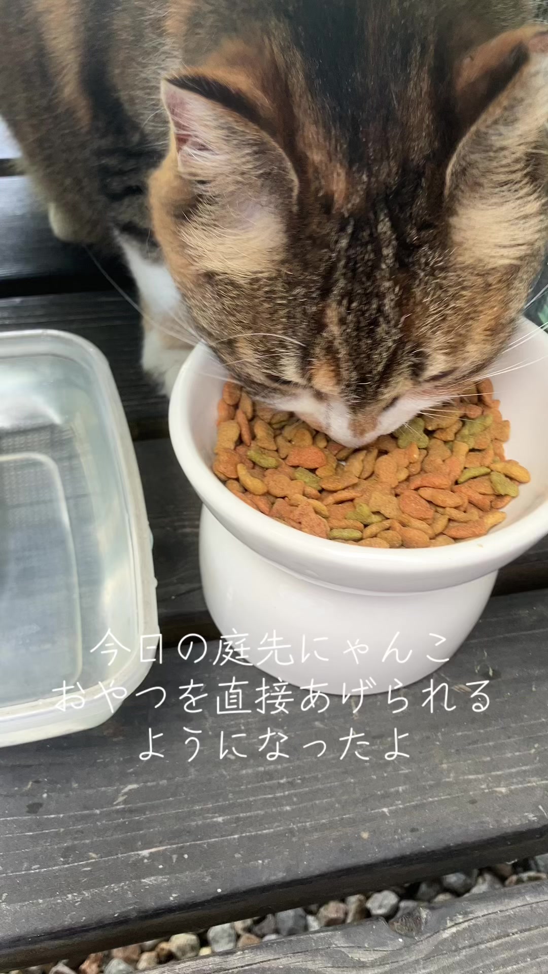 @にゃん⭐︎にゃんZ
