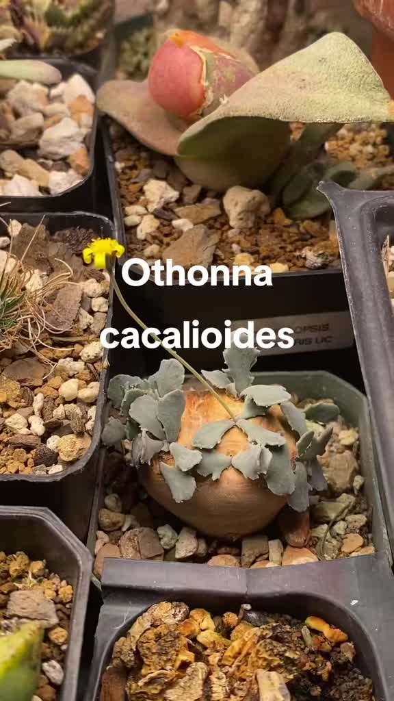 @manhattanbotanicgarden