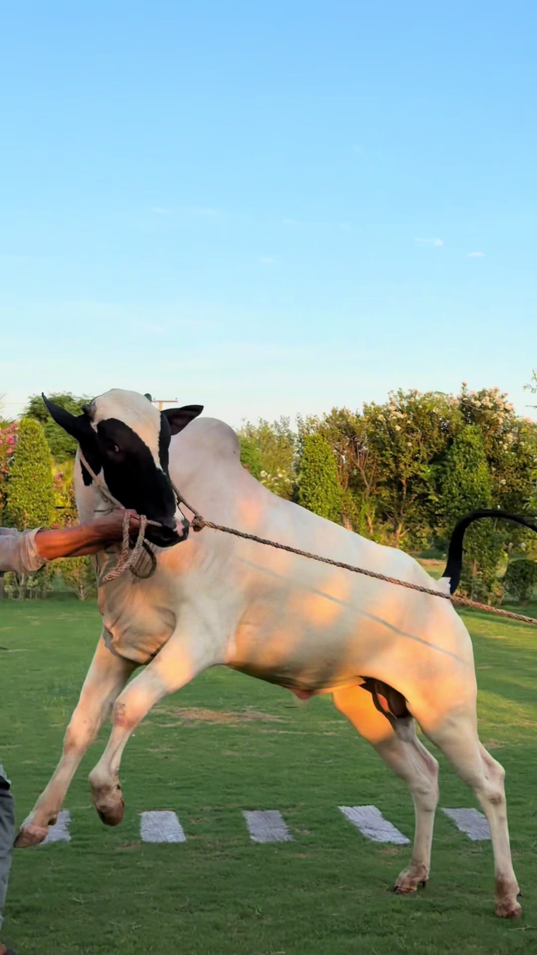 @Gulf Cattle Farm Official