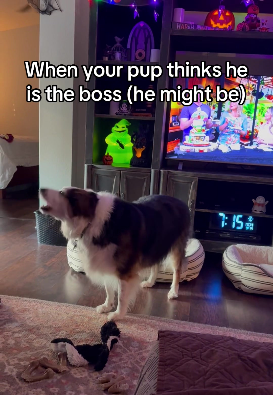 @hankanddollyrescuedogs