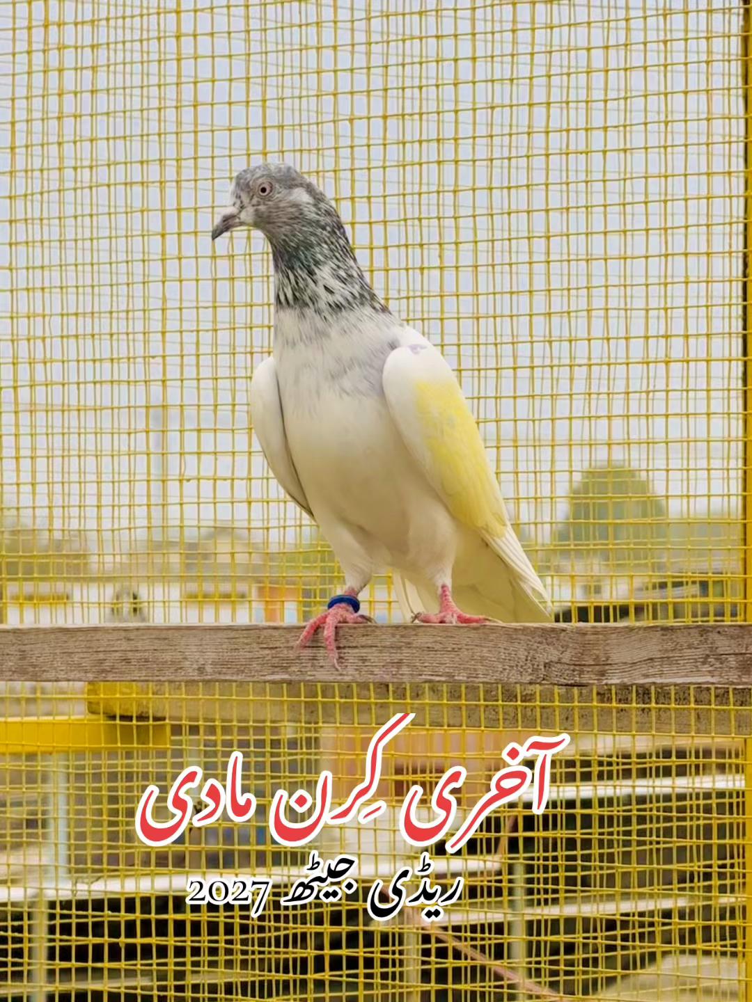 @ToqeerKhan300