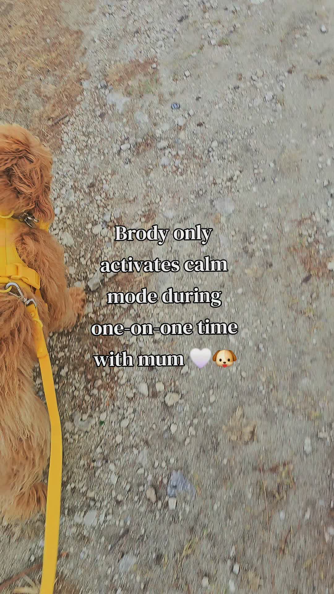@MixedPetCollective