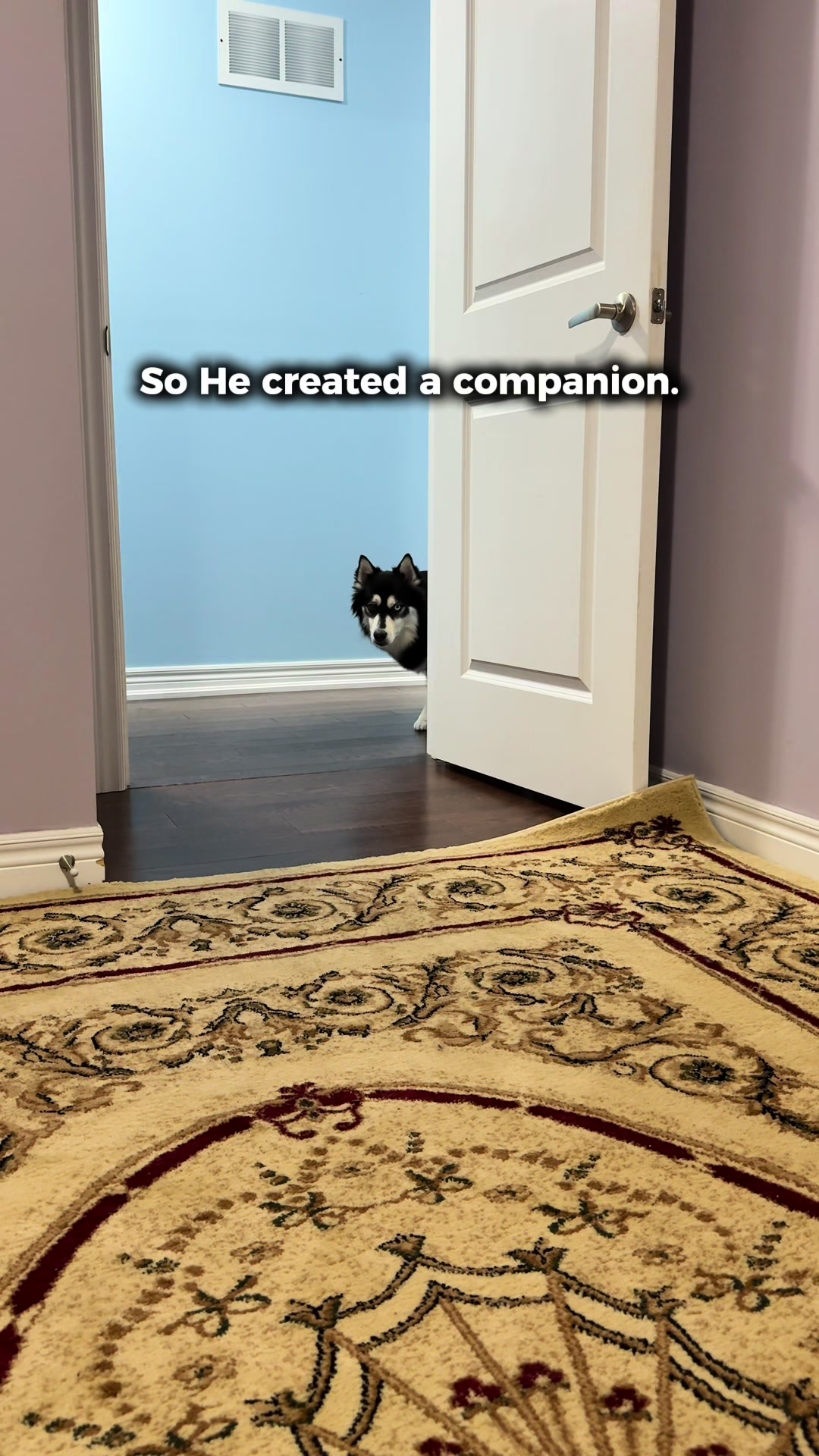@Zeus the Pomsky🐾