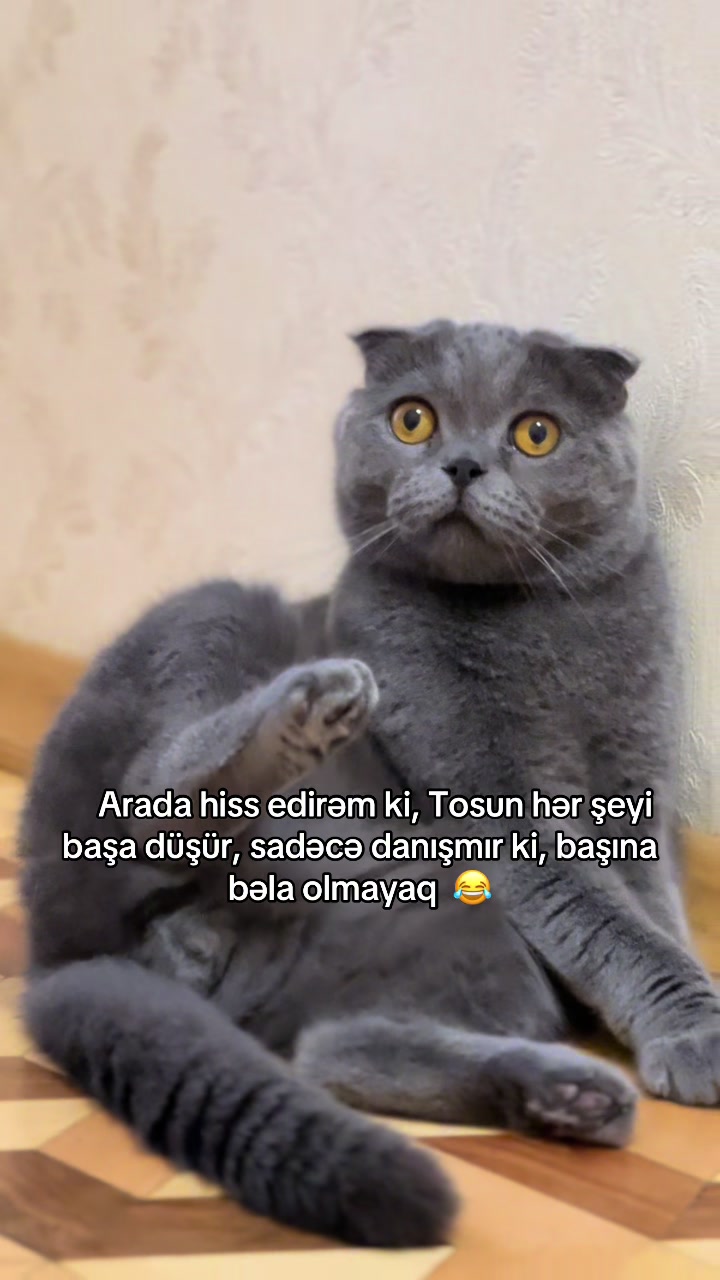 @cats_familyofficial