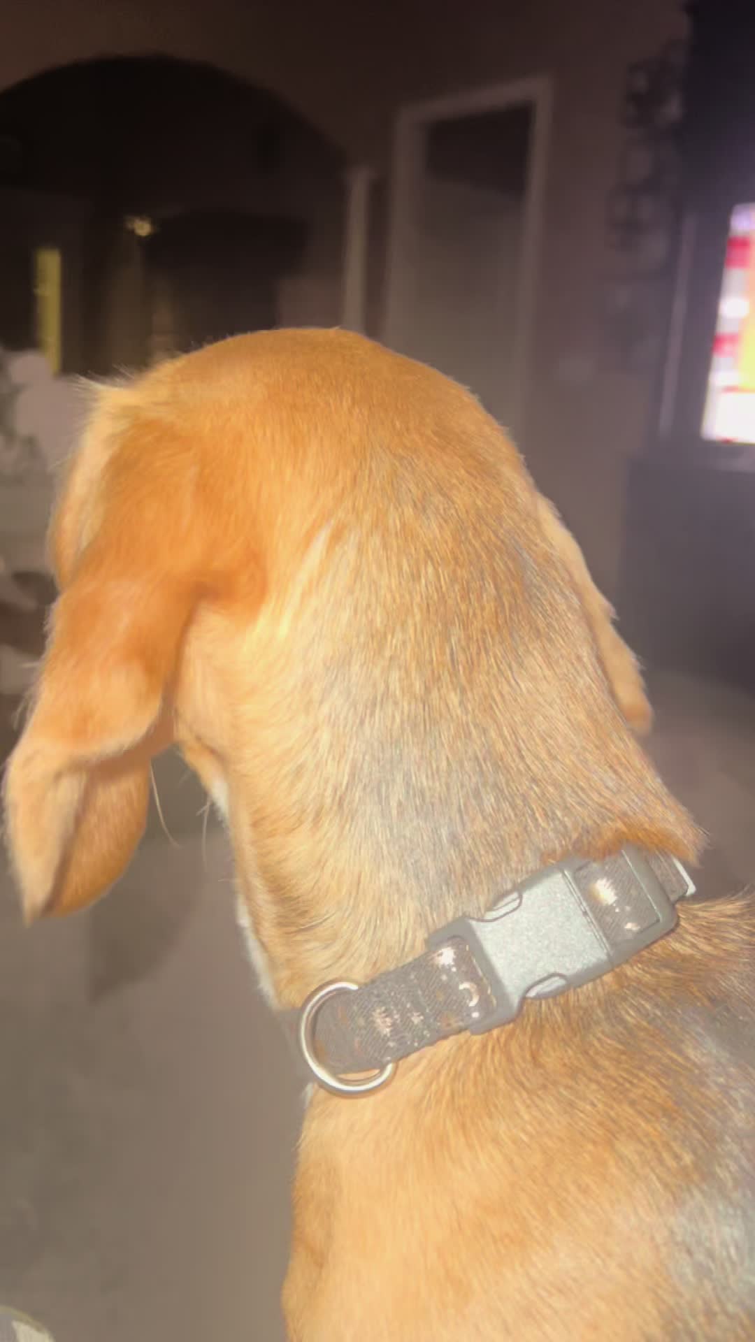 @Rosie the Beagle 🇺🇸🥰 🌞