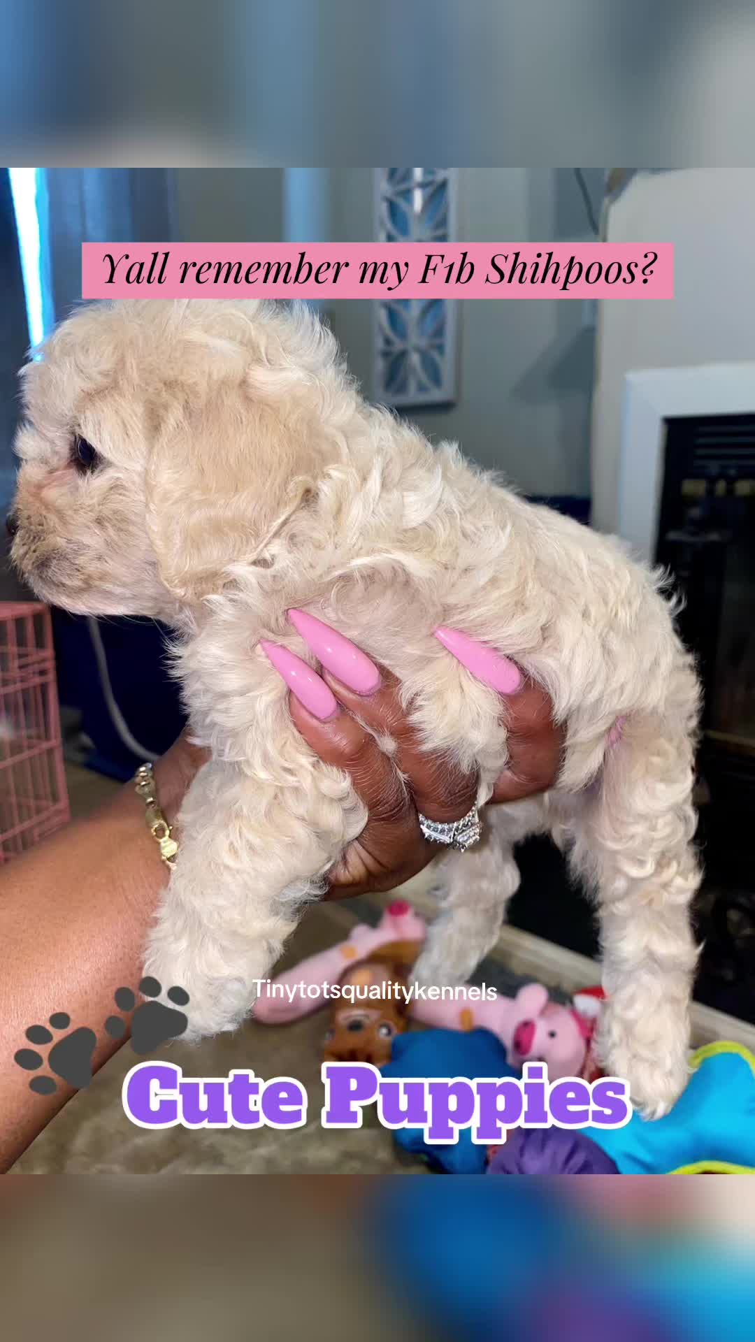 @Dog Lady