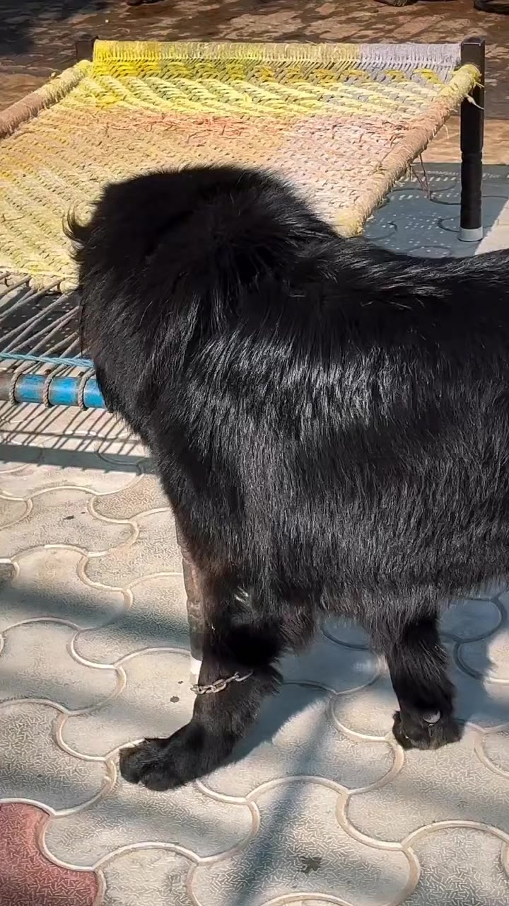 @Kashmiri_Bakrwal_Dog