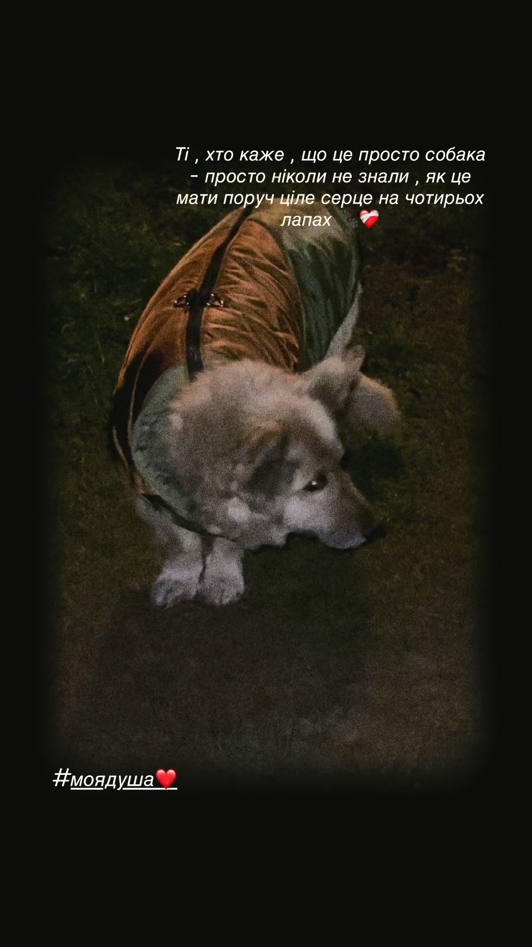 @tanya.help.animal
