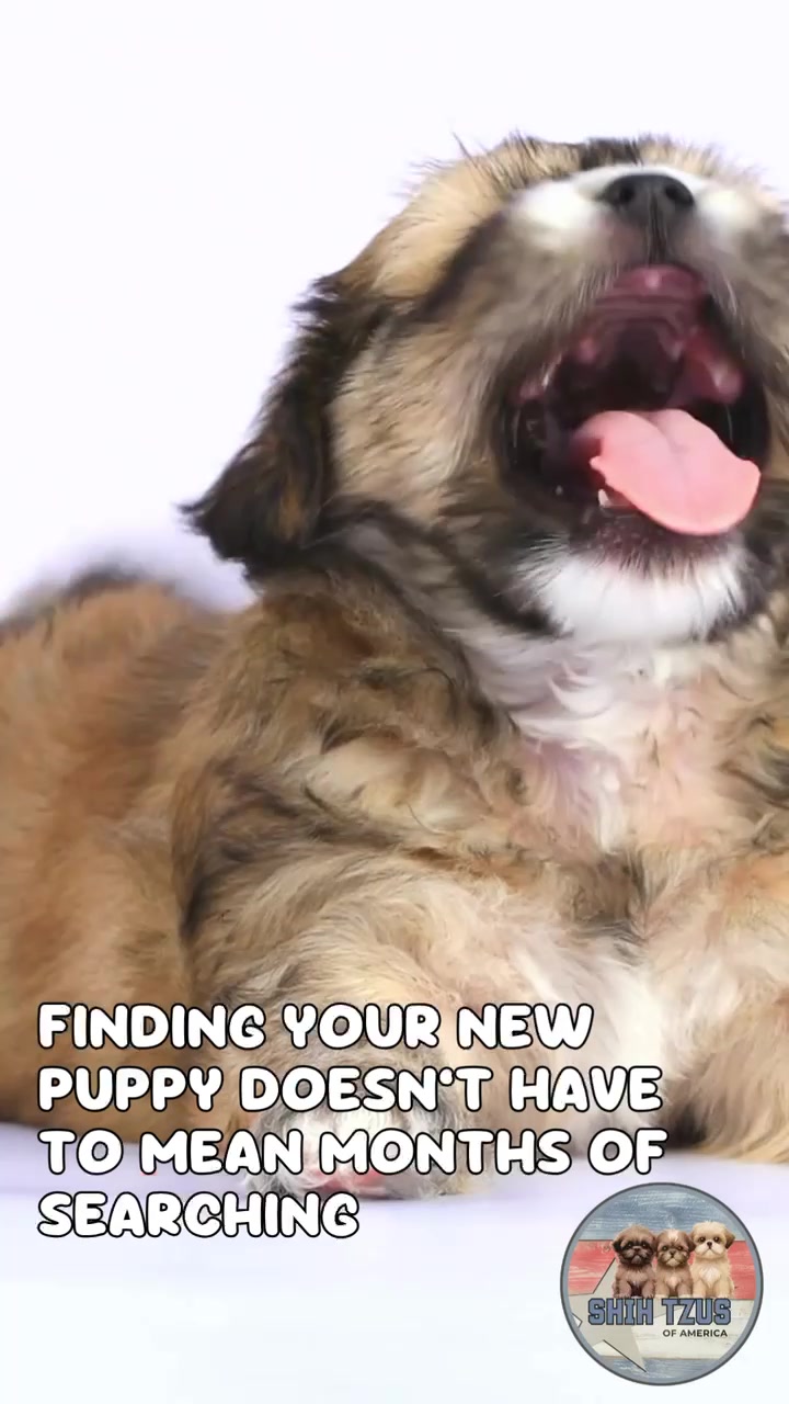 @Twilight Shih Tzu