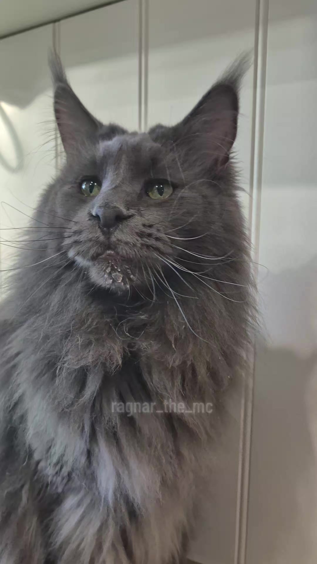 @Ragnar the Maine Coon 🐈