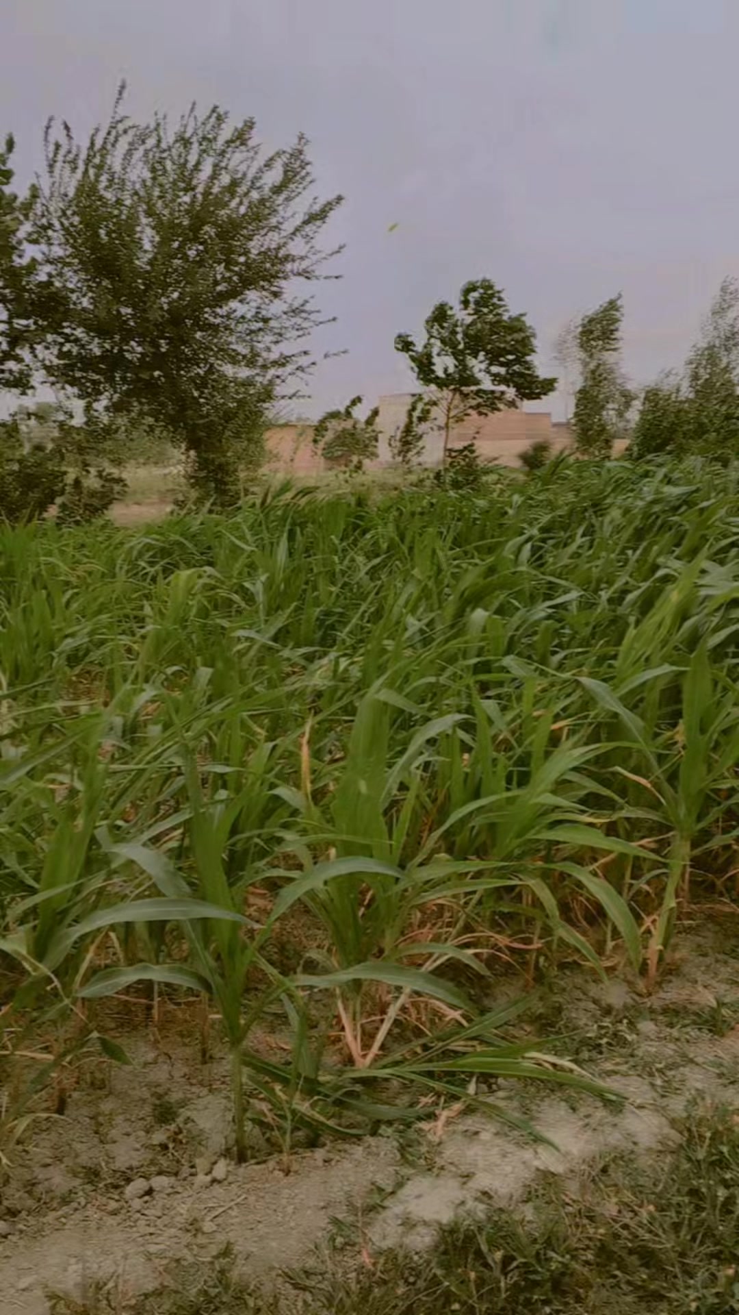 @Rj Afridi