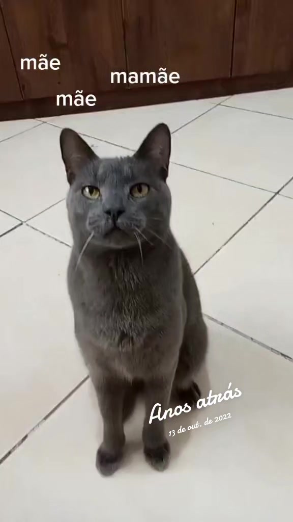 @O GATO ZEZÉ