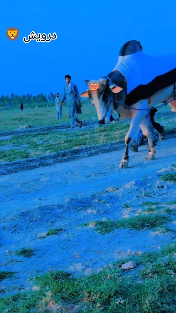 @چوہدری شاہد سلیم مڑل