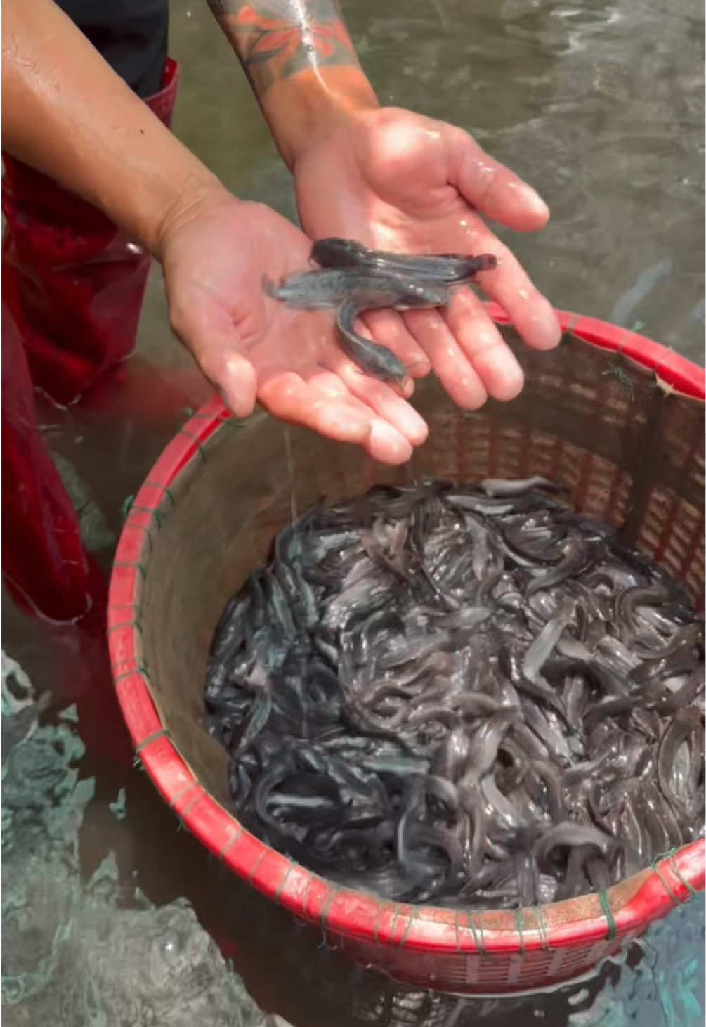 @Trại Cá Giống Quang Lâm